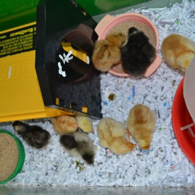 Baby Chicks (36)